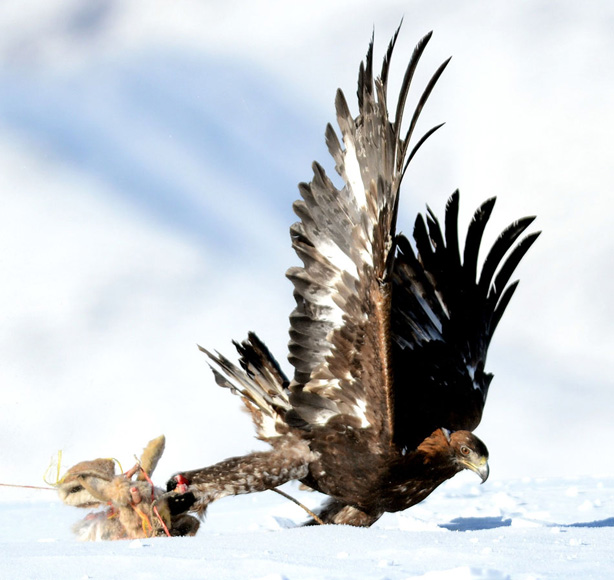 A falcon in the game on Jan. 7, 2013. (Photo/Xinhua)