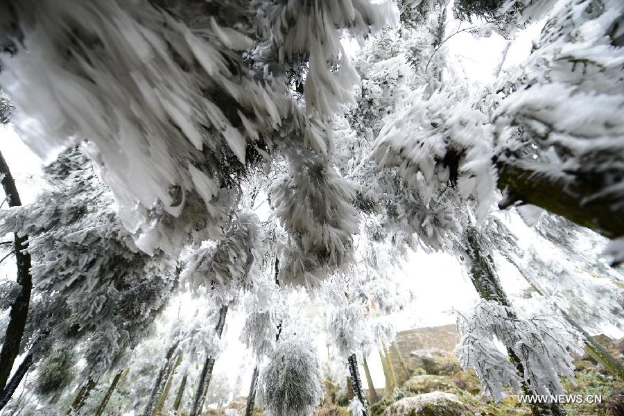 Photo taken on Jan. 9, 2013 shows the rimed plants in Luoping County of Qujing City, southwest China's Yunnan Province. Lingering cold and freezing rain caused a sudden drop in temperature in Luoping County. (Xinhua/Mao Hong)