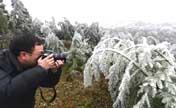 Amazing rimed plants in SW China's Yunnan 
