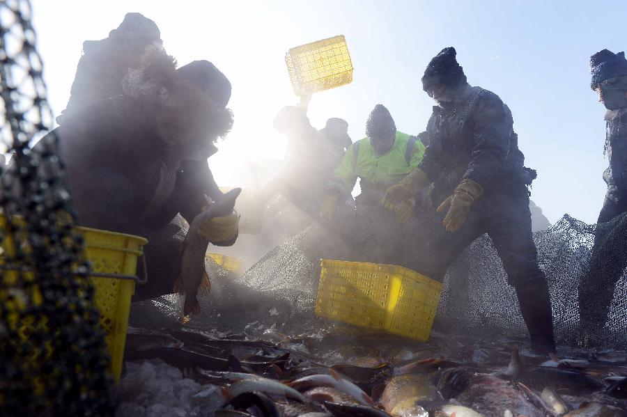 Fishermen harvest fish after ice fishing in the Ulunggur Lake in Fuhai County, northwest China's Xinjiang Uygur Autonomous Region, Jan. 12, 2013. The eighth Ulunggur Lake winter fishing festival kicked off in Fuhai on Saturday. (Xinhua/Sadat) 