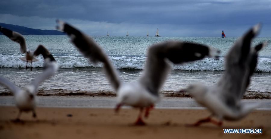Seabirds are seen at the beach in Melbourne, Australia, Jan. 12, 2013. (Xinhua/Chen Xiaowei)