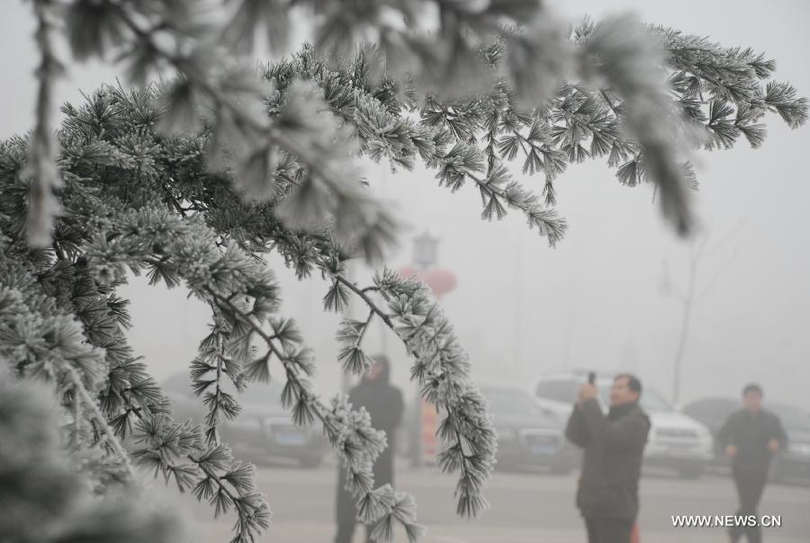 A man takes pictures of rimed trees near Hunan Road in Liaocheng City, east China's Shandong Province, Jan. 12, 2013. (Xinhua/Xu Jinsong) 
