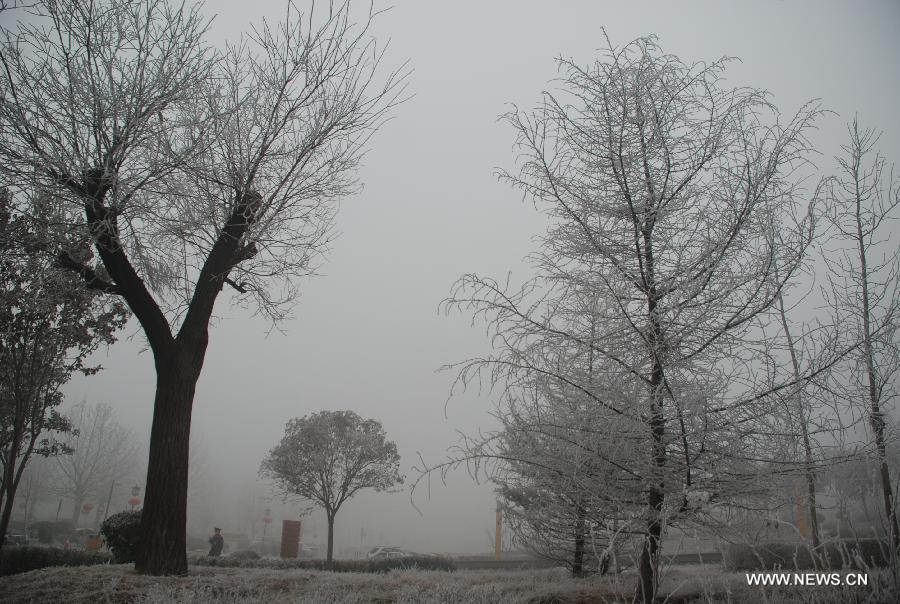 Photo taken on Jan. 12, 2013 shows the scenery of rimed trees near Hunan Road in Liaocheng City, east China's Shandong Province. (Xinhua/Xu Jinsong) 