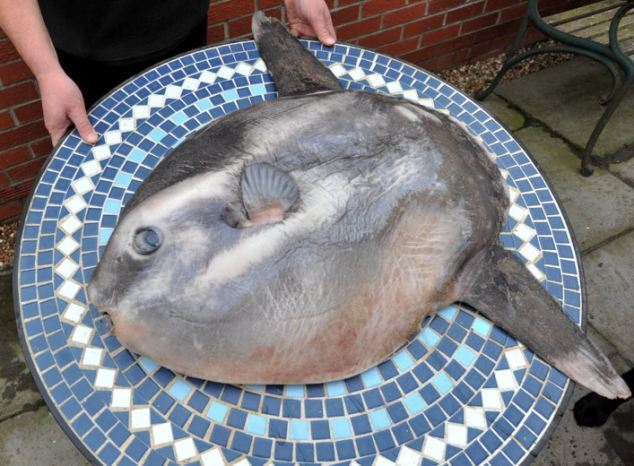 A British man found a six-stone sunfish on the Sandilands beach near Sutton-on-Sea, Lincolnshire in Britiain. The creature is the world's largest bony fish and is rarely seen on British coasts. (Photo: xinhuanet.com)