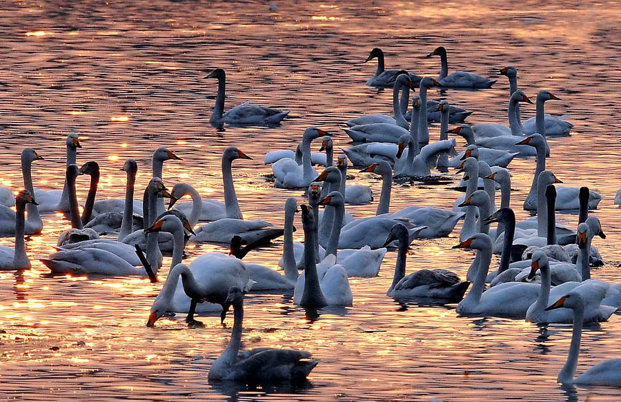 White swans swim in the river on Jan 4, 2013.10,000 white swans in Sanmenxia Wetland Reserve of the Yellow River attracted lots of tourists and photographers. Migrating swans from Siberia stay here every winter. (Xinhua/Wang Son)
