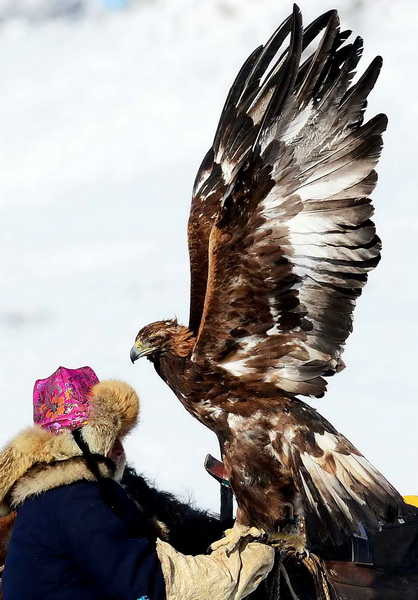 A player prepares for the falcon contest on Jan. 7, 2013. 40 falconry players from Qinghe county of Xinjiang participated in the first Kazak's falcon contest in which they exchanged experience of falconry. (Photo/Xin Hua)