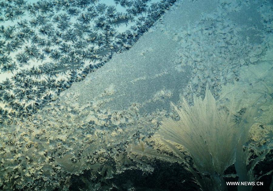 Photo taken on Jan. 11, 2013 shows the frost flowers on the window in Huma County, northeast China's Heilongjiang Province. (Xinhua/Zhou Changping)  