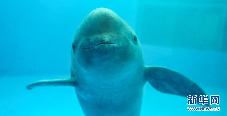 An artificially raised river dolphin in Wuhan Aquarium on April 18, 2012. (Xinhua/Cheng Min)