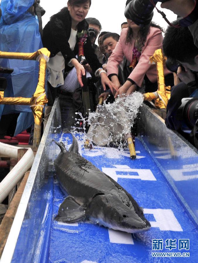 Workers release the artificial--raised Chinese sturgeons to the Yangtze River in Yanzhiyuan, Yichang, Hubei, April 8, 2012. (Xinhua/Xiao Yijiu) 