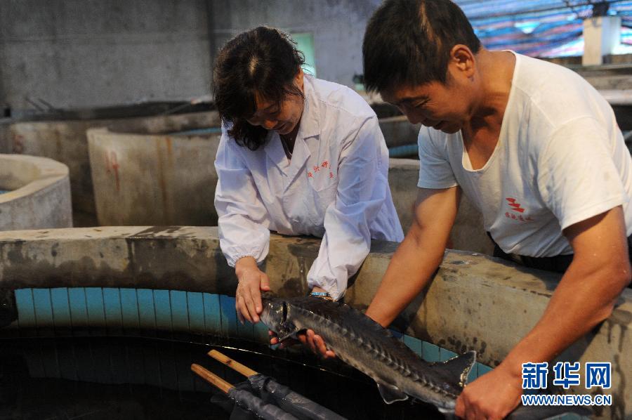 A researcher checks the physical condition of a Chinese sturgeon on Aug. 5, 2012. (Xinhua/Xiao Yijiu)