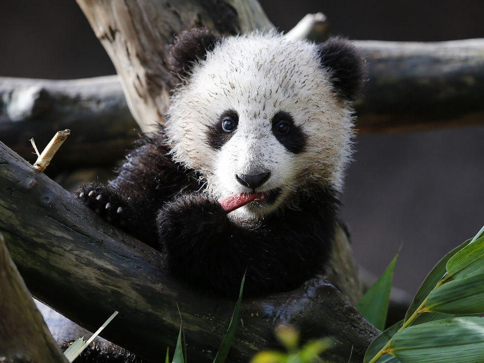 Giant Panda cub “Xiao Liwu” is shown for the first time to the public at the San Diego Zoo in San Diego, California on Jan.10, 2013.(Xinhua/Reuters)