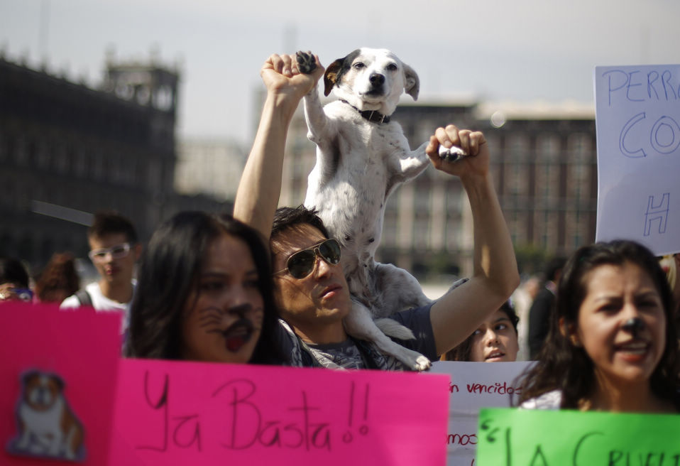 A woman holds up a placard next to a dog during a demonstration after the police caught dozens of stray dogs, at Zocalo square in Mexico City, capital of Mexico, Jan. 12, 2013. Animal rights activists on Saturday demanded the release of 25 stray dogs that had been apprehended in a park in connection with the deaths of five people. (Xinhua/Reuters)