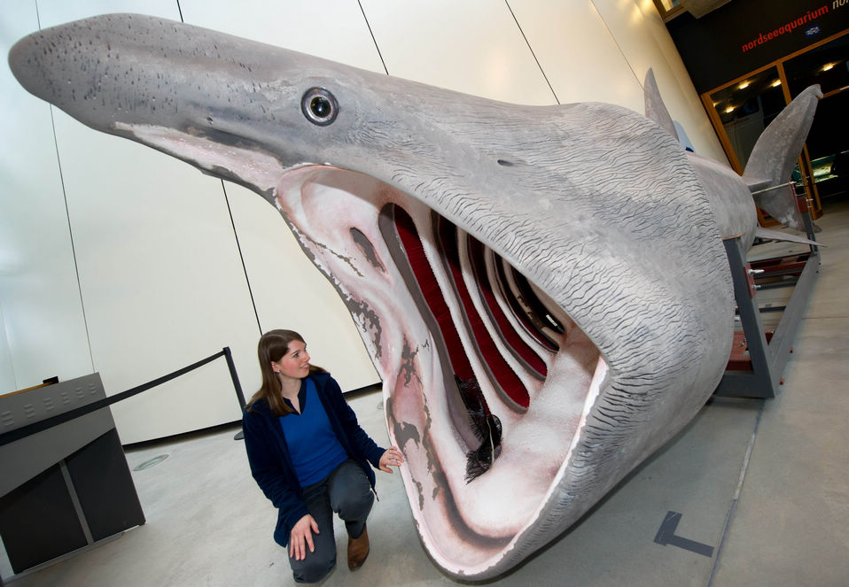 Kerstin Menke of the German Oceanographic Museum in Stralsund, northern Germany poses next to a replica of a basking shark’s mouth. The nearly 10-meter-long model, according to the museum will be placed in the entrance area of the North Sea aquarium. (Xinhua/AFP)