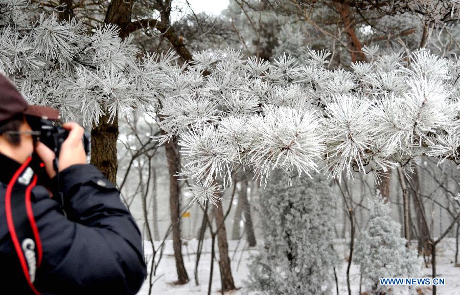 Photo taken on Jan. 15, 2013 shows the winter scenery of rimes in the mountainous areas of Jinan City, capital of east China's Shandong Province. (Xinhua/Xu Suhui)