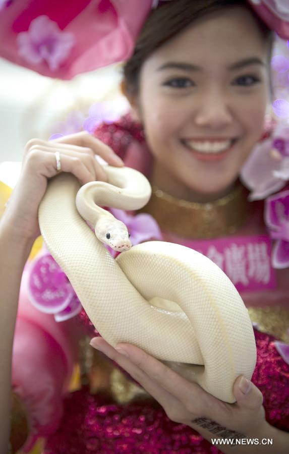 A model presents a white python during a snake show held in a shopping mall in Hong Kong, south China, Jan. 10, 2013. The snake show was held here to welcome Chinese lunar new year, the Year of Snake on the Chinese Zodiac. (Xinhua/Lui Siu Wai) 