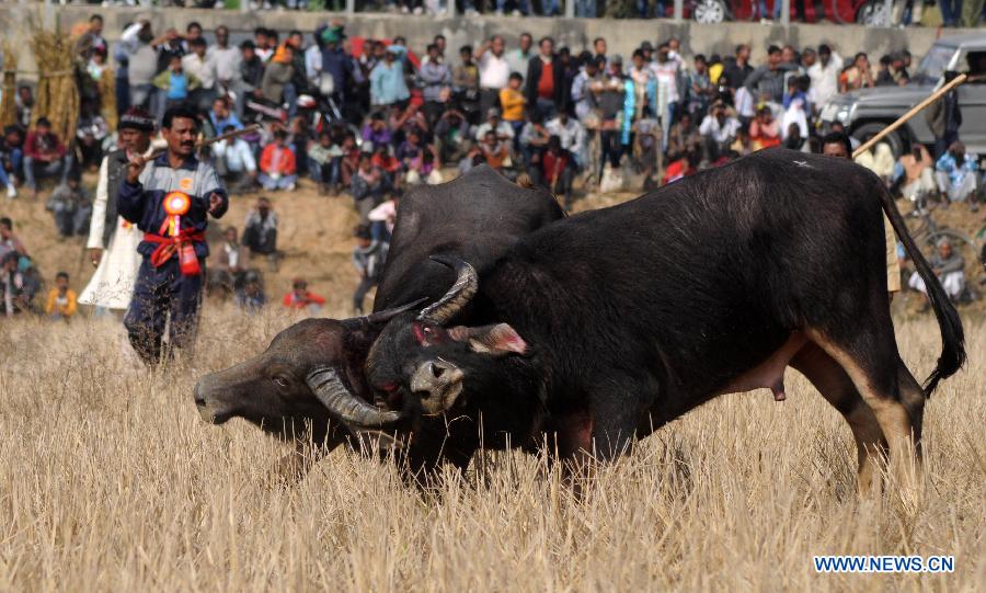 Villagers watch a traditional buffalo fight at Ahatguri, some 80 km away from Guwahati, capital city of India's northeastern state of Assam, Jan. 15, 2013. The age-old buffalo fight is organized on the occasion of the harvest festival "Bhogali Bihu". (Xinhua) 