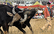 Traditional buffalo fight in India 