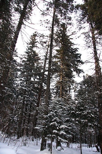 Straight pine trees with snow-laden branches reach up to the sky. (CRI Online)