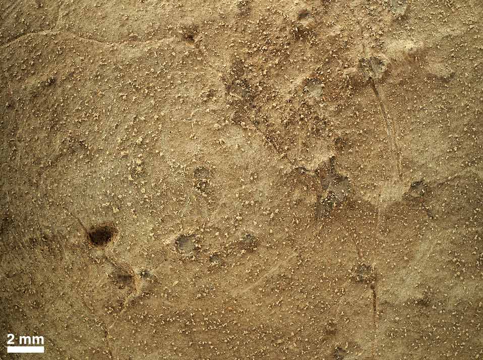 This image from the Mars Hand Lens Imager on NASA's Mars rover Curiosity shows details of rock texture and color in an area where the rover's Dust Removal Tool brushed away dust that was on the rock. (Photo/NASA)