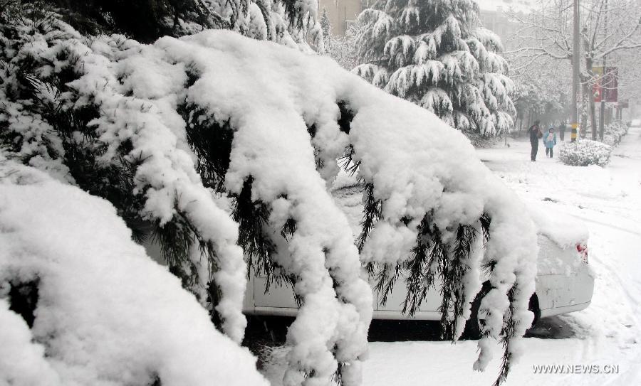 Thick snow covers tree branches amid snowfall in Jinan, capital of east China's Shandong Province, Jan. 20, 2013. Snowfall here relieves the air pollution but affects the local traffic in the city. (Xinhua/Xu Suhui)  