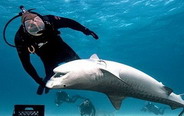 Divers swim with tiger sharks