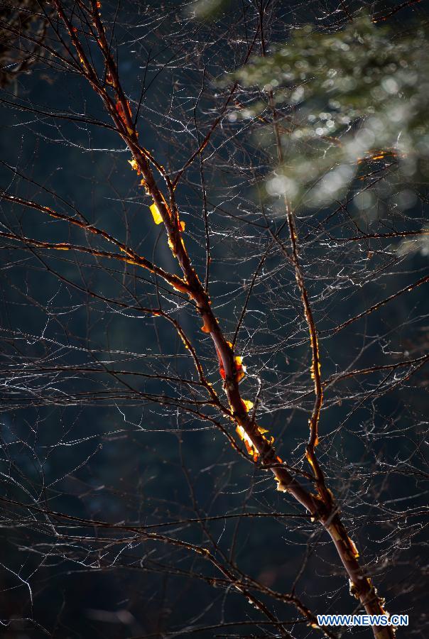 Photo taken on Jan. 19, 2013 shows the White Birches at the Jiuzhaigou Valley in Jiuzhaigou County, southwest China's Sichuan Province. (Xinhua/Jiang Hongjing) 