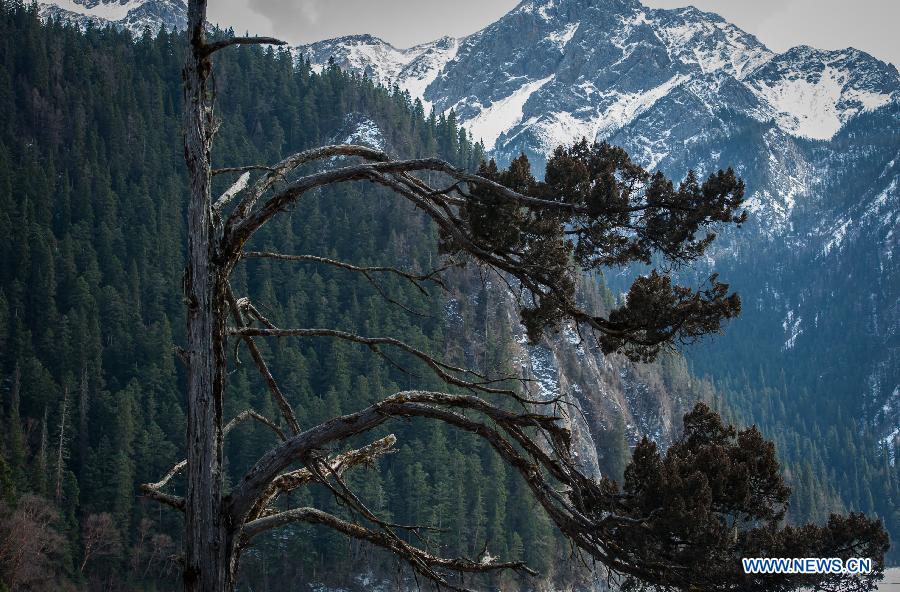 Photo taken on Jan. 19, 2013 shows an old cypress at the Jiuzhaigou Valley in Jiuzhaigou County, southwest China's Sichuan Province. (Xinhua/Jiang Hongjing) 