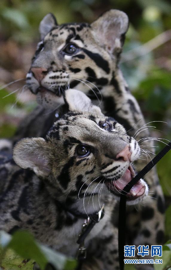 Two baby clouded leopards in Santiago Zoo, U.S., Jan. 16, 2013. Both of them are five-months old. (Xinhua/AP)
