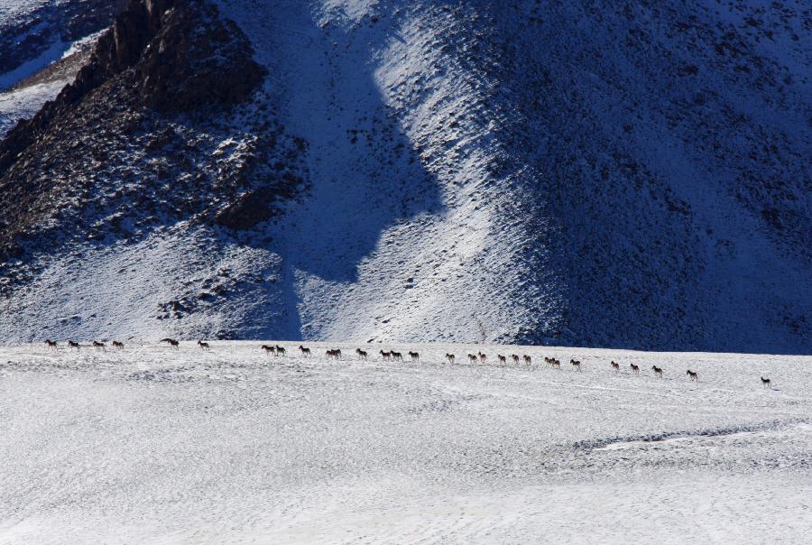 A flock of Kiang, wild asses which are found on the Tibetan plateau, are seen in Aksai Kazak Autonomous Prefecture of northwest China's Gansu Province, Jan. 16, 2013. (Xinhua/Hayrat) 