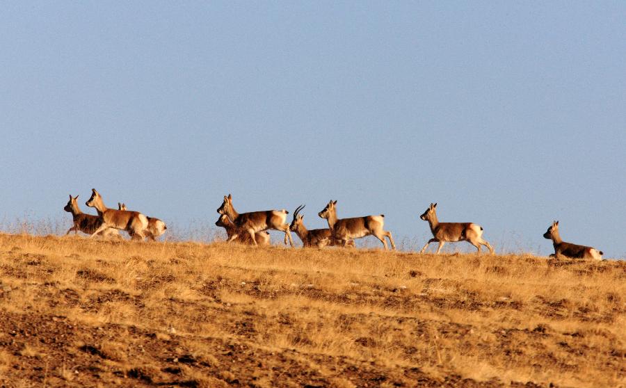 A flock of Tibetan antelope are seen on Haltern plateau in Aksai Kazak Autonomous Prefecture of northwest China's Gansu Province, Jan. 16, 2013. (Xinhua/Hayrat) 
