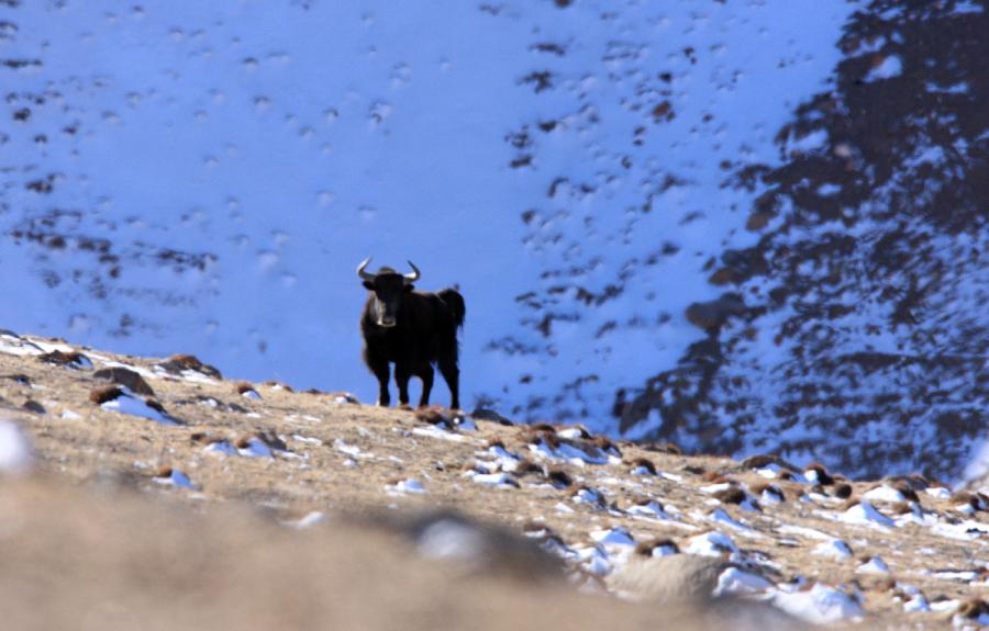 A yak is seen on Haltern plateau in Aksai Kazak Autonomous Prefecture of northwest China's Gansu Province, Jan. 16, 2013. (Xinhua/Hayrat)