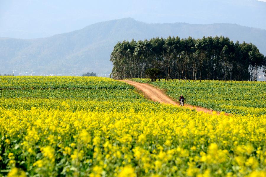 Photo taken on Jan. 22, 2013 shows the scenery of rape flowers in Luoping County, southwest China's Yunnan Province. (Xinhua/Mao Hong) 
