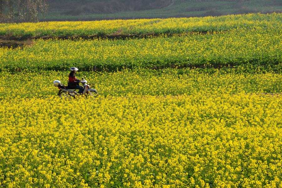 A person travels through rape flowers in Luoping County, southwest China's Yunnan Province, Jan. 22, 2013. (Xinhua/Mao Hong) 
