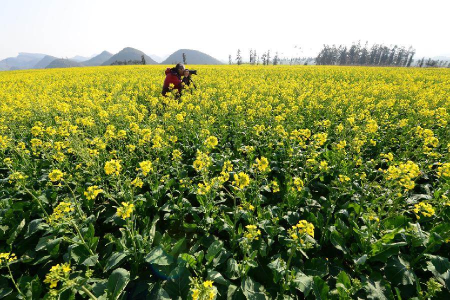 A man takes photo of the scenery of rape flowers in Luoping County, southwest China's Yunnan Province, Jan. 22, 2013. (Xinhua/Mao Hong) 