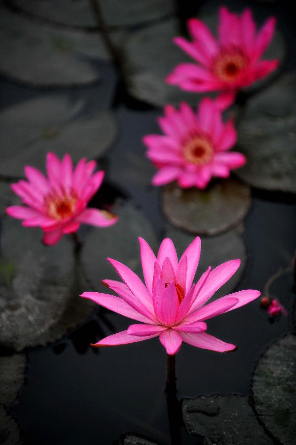 Photo taken on Jan. 22, 2013 shows lotus flowers in a pond in Haikou, capital of south China's Hainan Province. (Xinhua/Guo Cheng) 