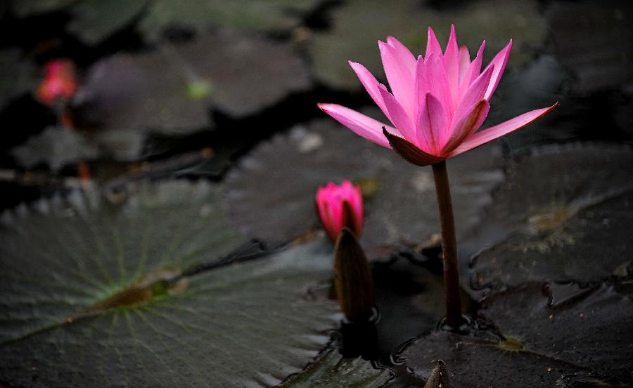 Photo taken on Jan. 22, 2013 shows a lotus flower in a pond in Haikou, capital of south China's Hainan Province. (Xinhua/Guo Cheng) 
