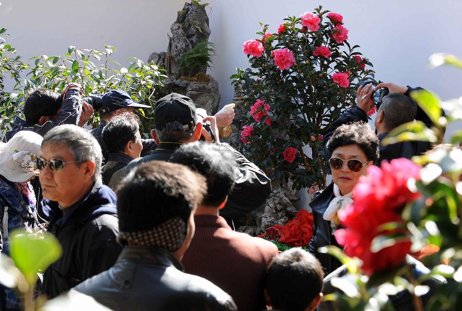 Tourists watch camellia flowers during the 2013 Kunming Camellia Festival at Green Lake Park in Kunming, capital of southwest China's Yunnan Province, Jan. 22, 2013. The festival opened here Tuesday. (Xinhua/Yang Zongyou) 