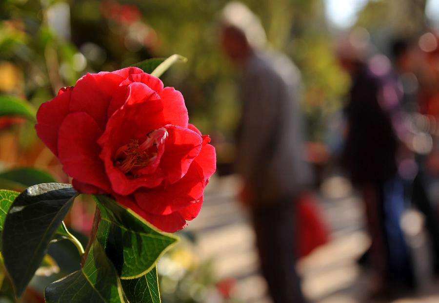 Blooming camellia flower is seen at Cuihu Park in Kunming, capital of southwest China's Yunnan Province, Jan. 22, 2013. A five-day flower festival opened here on Tuesday, showing more than 11 thousands of camellia flowers from over 80 species. Camellia flower is the city flower of Kunming. (Xinhua/Lin Yiguang) 