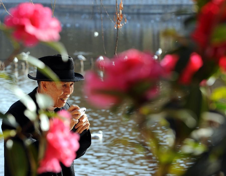 A man watches camellia flowers during the 2013 Kunming Camellia Festival at Green Lake Park in Kunming, capital of southwest China's Yunnan Province, Jan. 22, 2013. The festival opened here Tuesday. (Xinhua/Yang Zongyou) 