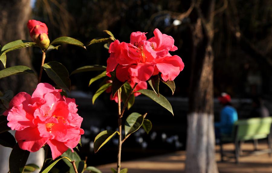 Blooming camellia flowers are seen at Cuihu Park in Kunming, capital of southwest China's Yunnan Province, Jan. 22, 2013. A five-day flower festival opened here on Tuesday, showing more than 11 thousands of camellia flowers from over 80 species. Camellia flower is the city flower of Kunming. (Xinhua/Lin Yiguang) 