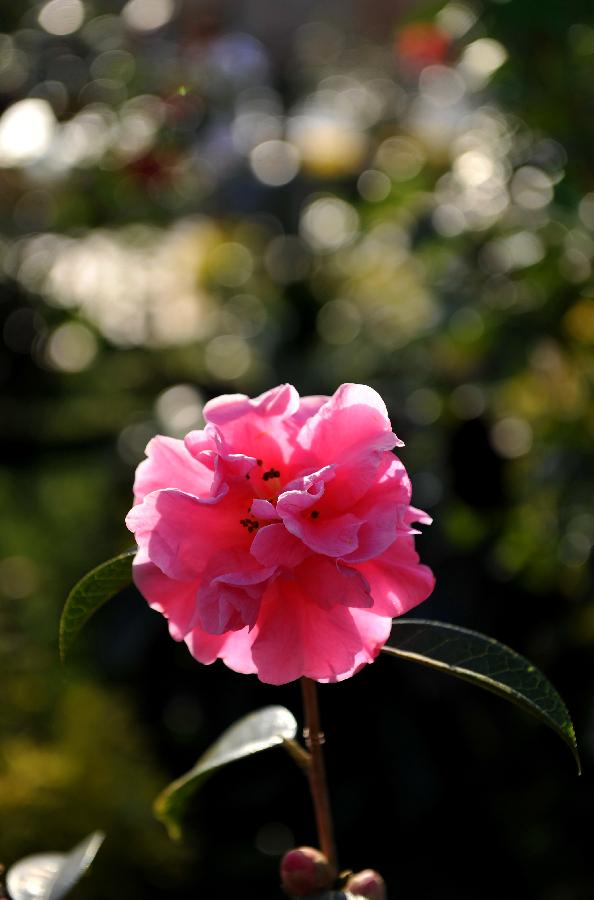 Blooming camellia flower is seen at Cuihu Park in Kunming, capital of southwest China's Yunnan Province, Jan. 22, 2013. A five-day flower festival opened here on Tuesday, showing more than 11 thousands of camellia flowers from over 80 species. Camellia flower is the city flower of Kunming. (Xinhua/Lin Yiguang) 