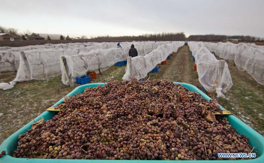 Farmers harvest iced grapes at dawn in the Town of Niagara-on-the-Lake, Ontario, Canada, Jan. 22, 2013 (Xinhua/Zou Zheng)