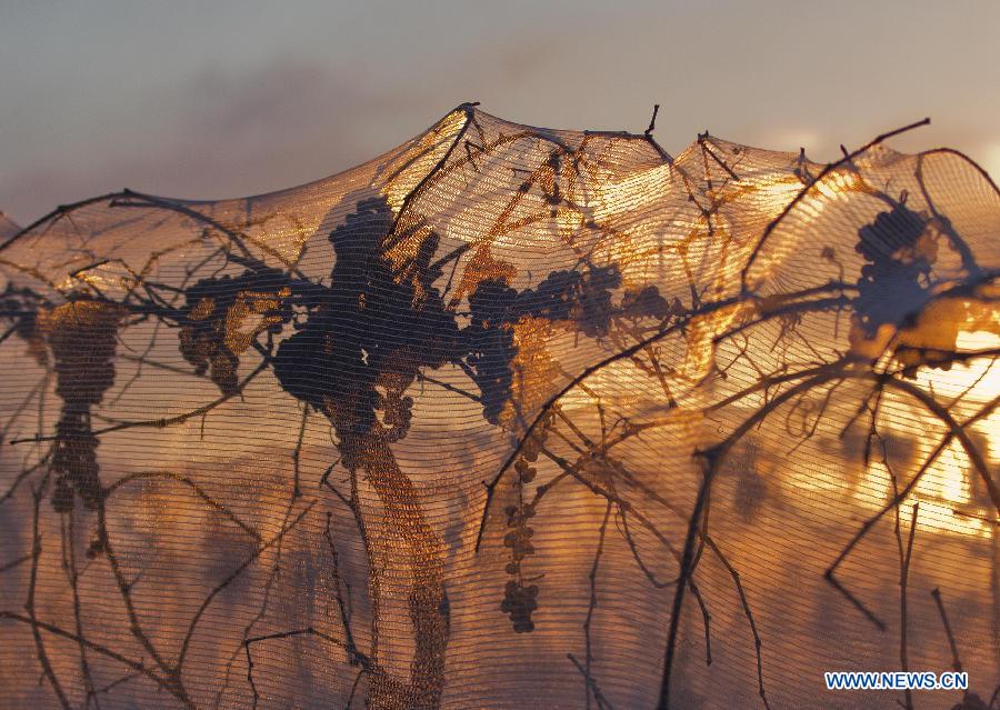 Iced grapes are seen at dawn in the Town of Niagara-on-the-Lake, Ontario, Canada, Jan. 22, 2013 (Xinhua/Zou Zheng) 