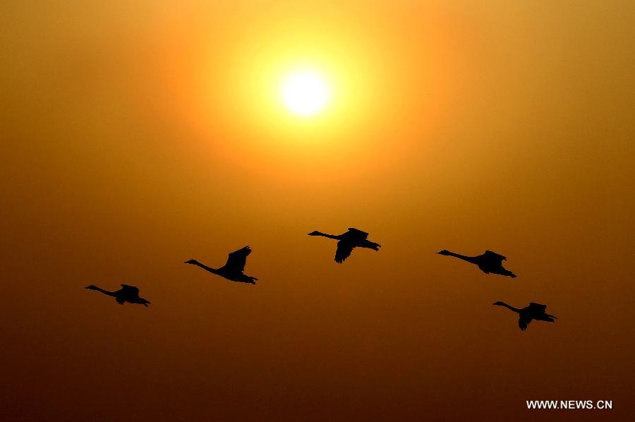 Swans fly over the Yellow River wetland in Pinglu County, north China's Shanxi Province, Jan. 23, 2013.(Xinhua/Xue Jun)  