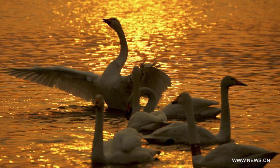 Swans swim on a lake in the Yellow River wetland in Pinglu County, north China's Shanxi Province, Jan. 23, 2013. (Xinhua/Xue Jun) 