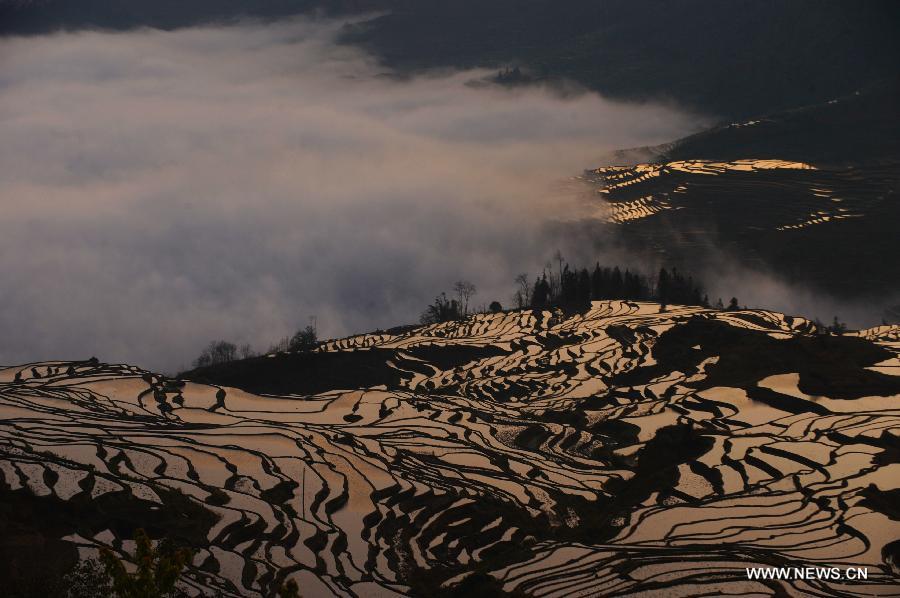 Photo taken on Jan. 26, 2013 shows the scenery of terraced fields in Yuanyang County of Honghe Hani-Yi Autonomous Prefecture, southwest China's Yunnan Province. (Xinhua/Qin Qing)