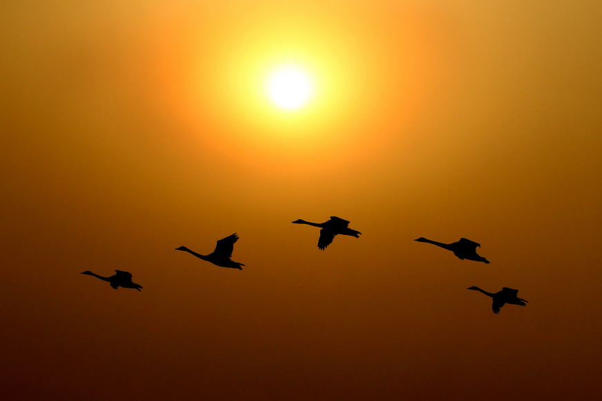 A group of swans fly to the Yellow River Wetland in sunset glow on Jan. 23, 2013. Thousands of swans migrated from Siberia to here for foods, because the wetland reservation provides a great ecologic environment.  (Photo/Xinhua)