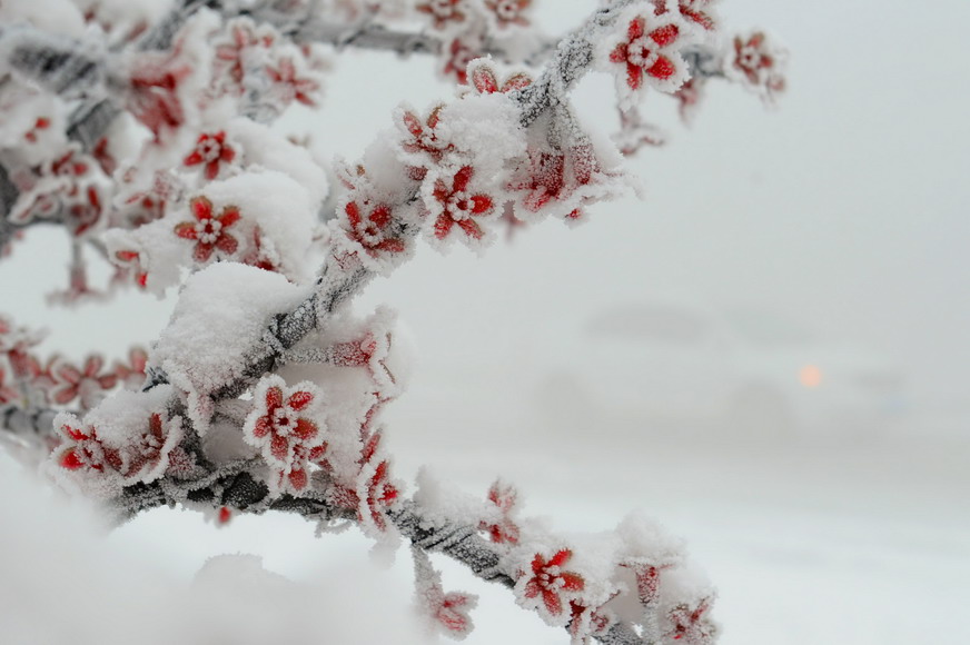 Flowers are covered by snow on Jan. 23, 2013. On that day the visibility in the city was less than 200 meters due to severe smog.(Photo/Xinhua)