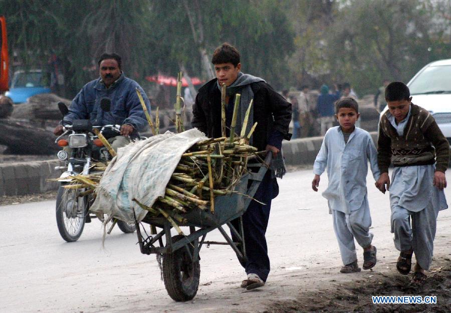 A boy transports sugarcanes with a cart in northwest Pakistan's Peshawar on Jan. 27, 2013. (Xinhua/Ahmad Sidique)