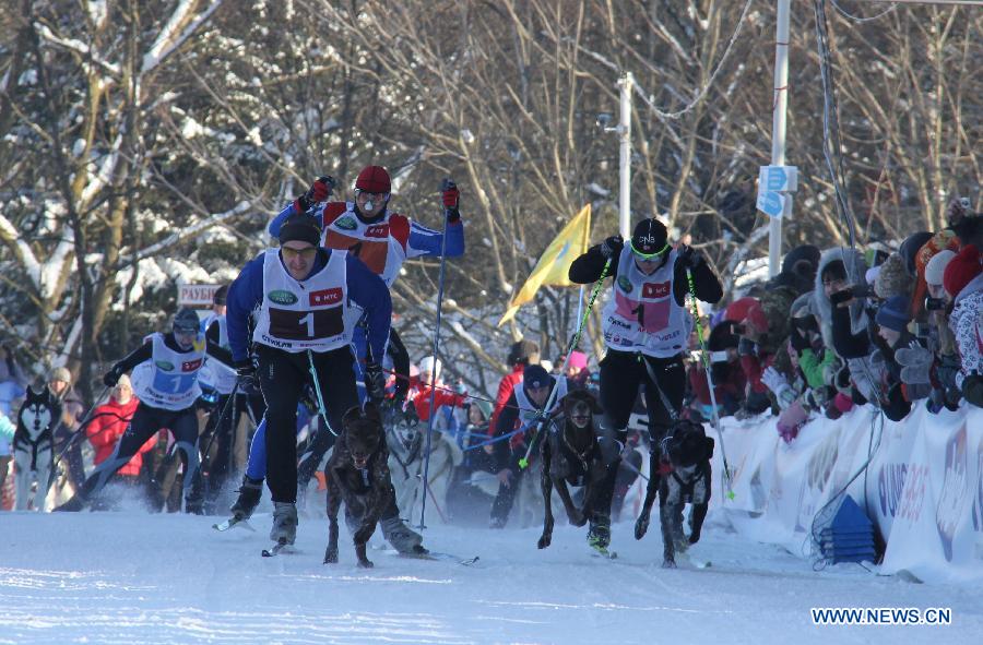 Participants compete during the third International dog sled race held at the suburbs of Minsk, Belarus, Jan. 27, 2013. About 150 participants from Belarus and neighboring Russia, Latvia and Lithuania took part in the competition. (Xinhua/Geng Ruibin)